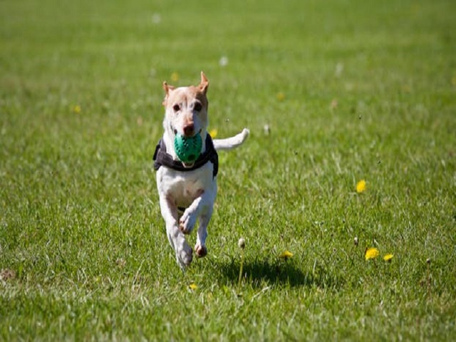 Springande hund med boll