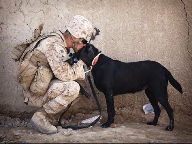 Soldat med svart hund