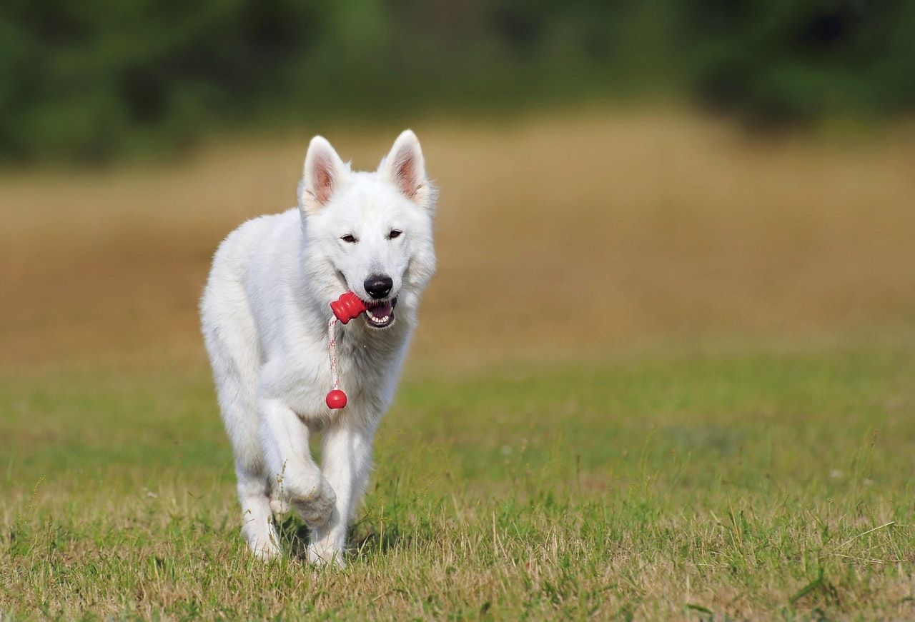 Hund som letat upp favoritleksaken